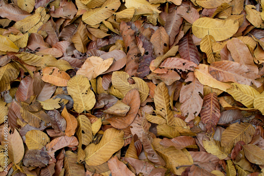 dry leaves  background.