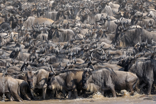 Wildebeest crossing the Mara river. photo
