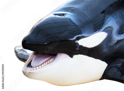 Orca with his mouth open