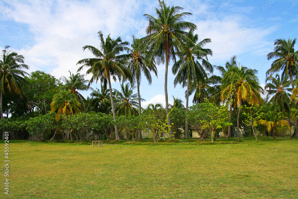 Tropical palm trees on green meadow of Maldives