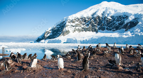 Adelie penguins on the Antarctica beach