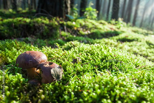Mushrooms on moss in misty ...