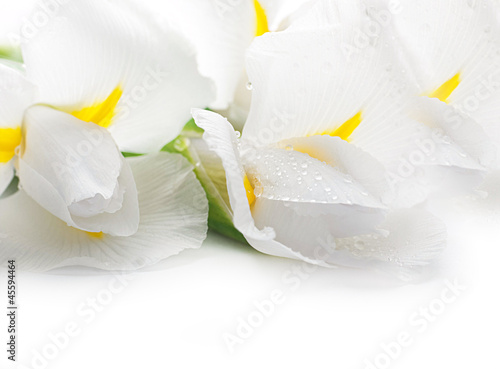 White irises against a green grass, a summer butterfly
