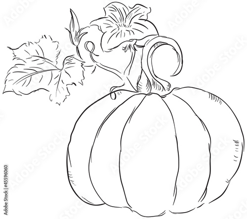 Fruit of the pumpkin