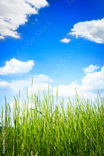 Fototapeta Naklejka Na Ścianę i Meble -  Green grass on summer day