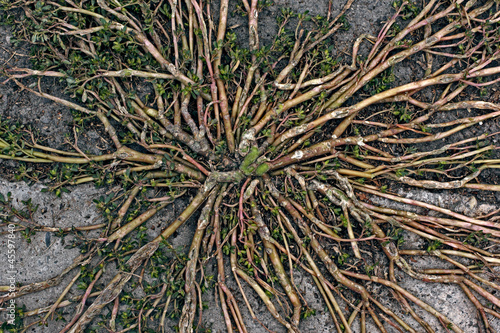 Nature Vascular System Closeup