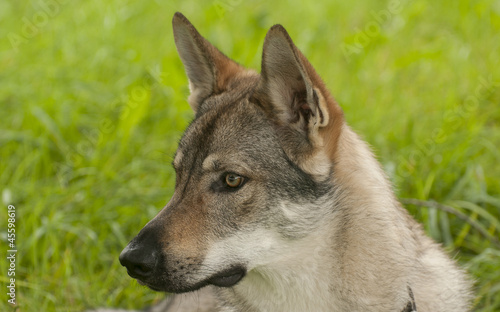 Czechoslovakian Wolfdog