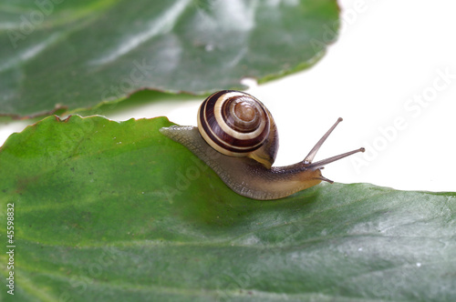 Snail eats bergenia leaf