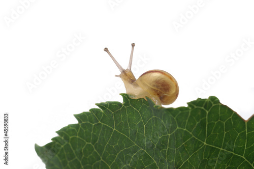 Snail eats a leaf