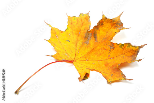Dry autumn maple leaf