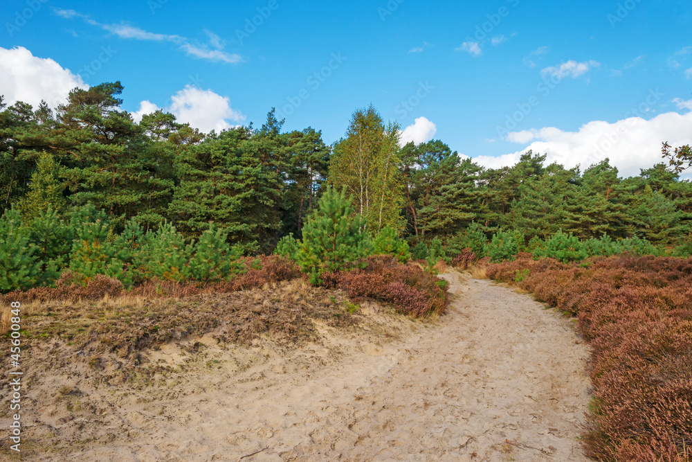 Path through heath and pines Path through heath and pines