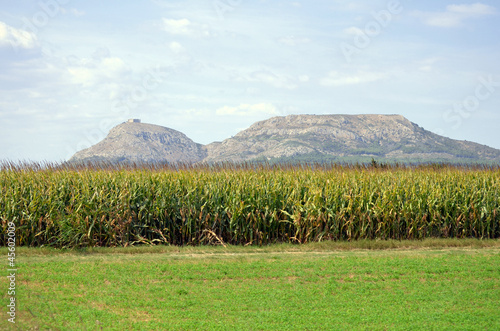 Vista de Torroella de Montgri desde unos campos de maiz photo