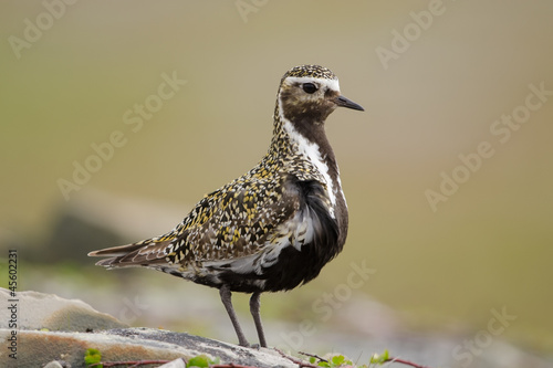 Tableau sur toile Goldregenpfeifer, Eurasian golden-plover, Pluvialis apricaria