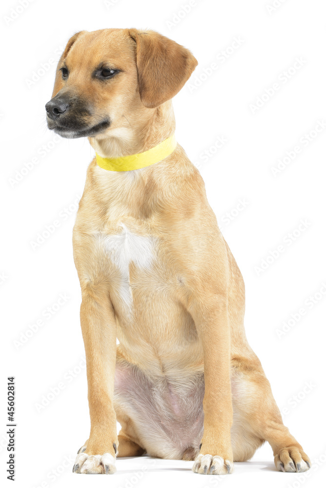 Hound mix puppy isolated on white
