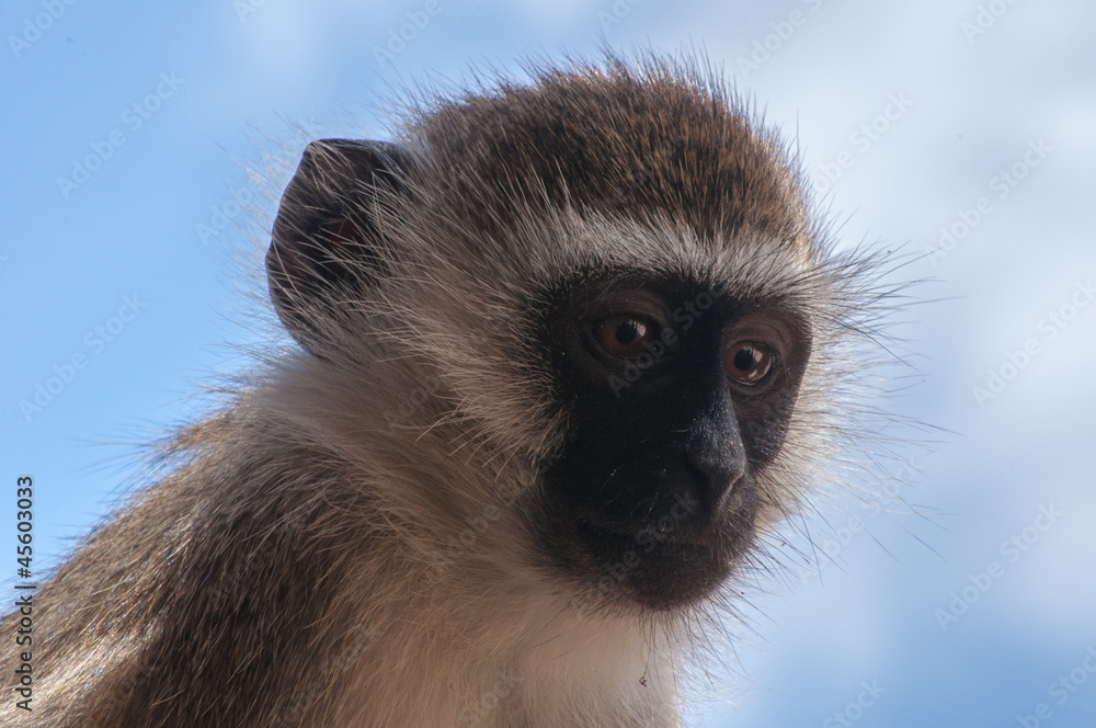 Fototapeta premium scimmietta