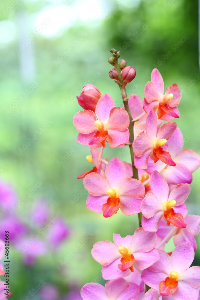 Obraz premium Orchid