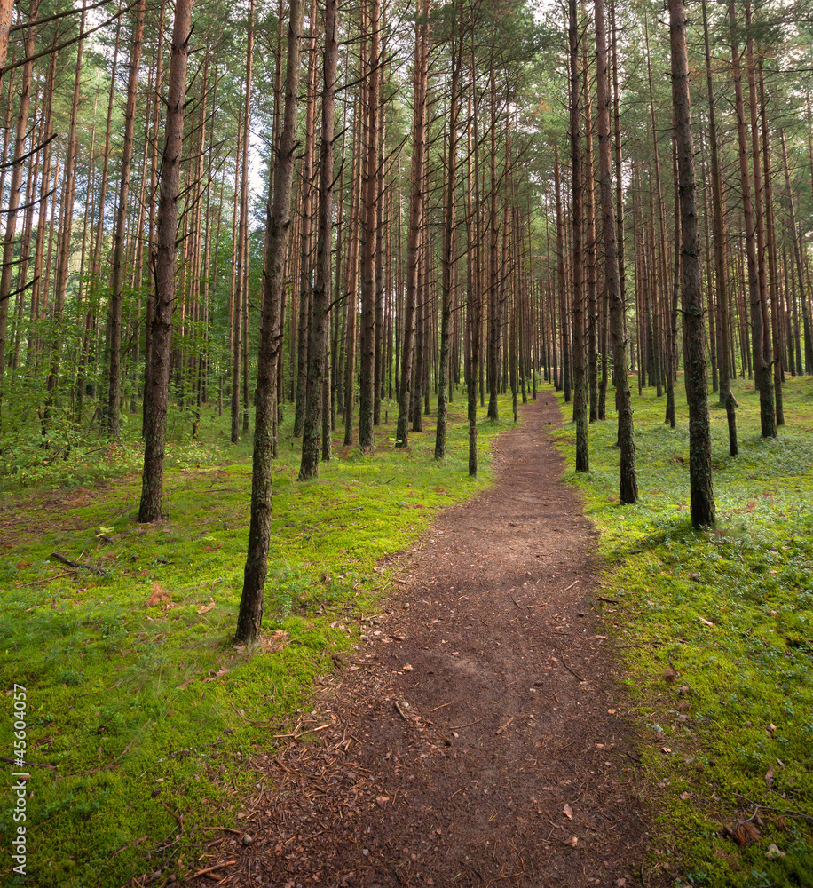 Fototapeta premium Lane in the pine tree forest