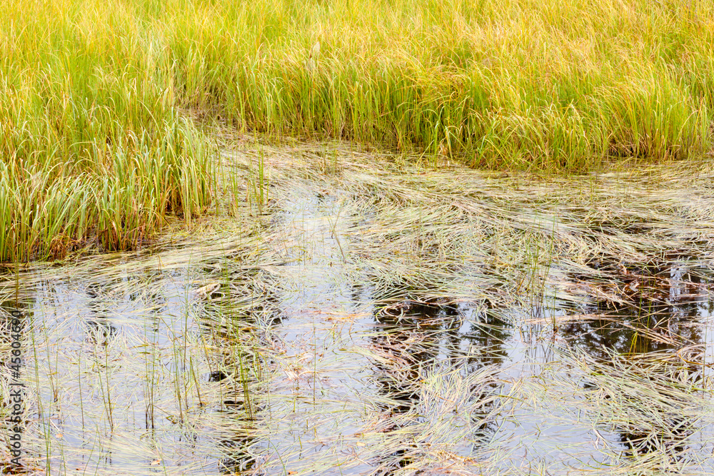 Marshland grass sedges background texture pattern Marshland grass sedges background texture pattern
