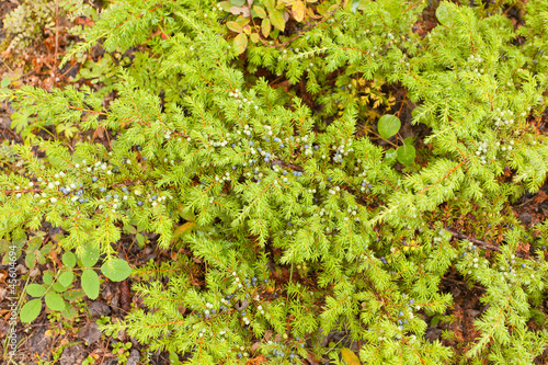 Wild juniper shrub Juniperus communis with berries