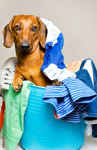 dog in the laundry basket