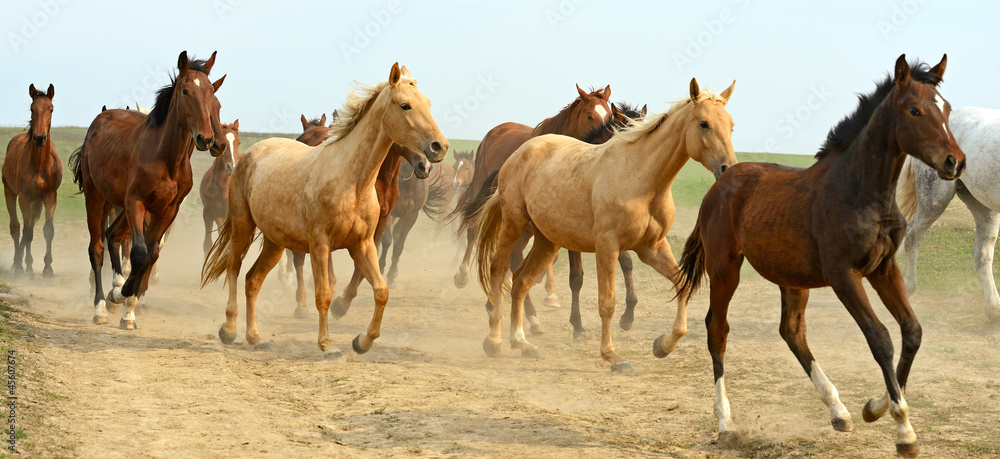 Fototapeta premium Horse