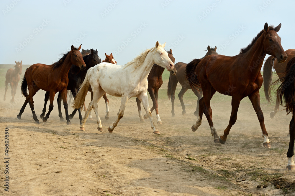 Horse Horse