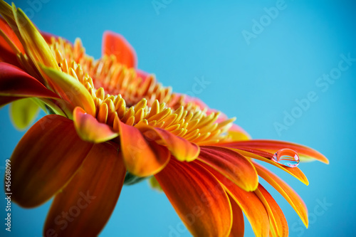 Fototapeta Naklejka Na Ścianę i Meble -  Gerbera.