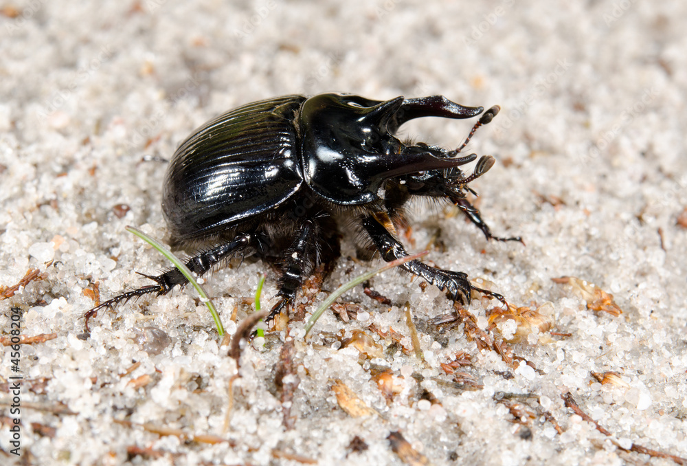männlicher Stierkäfer makro seitlich StockFoto Adobe Stock