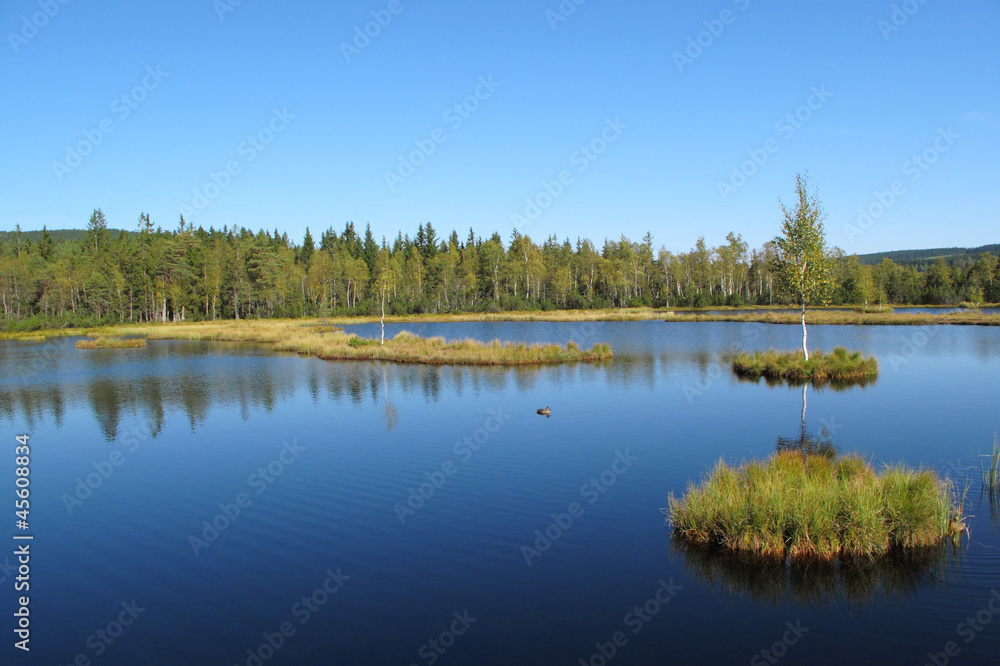 Lake in wetlands, national park Bohemian Forest, EU.