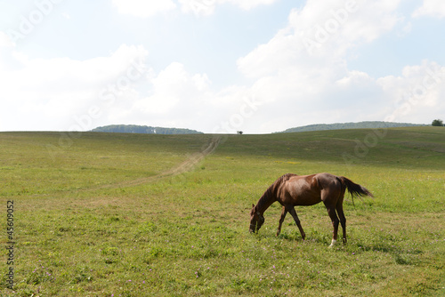 Horse grazing © Ungor