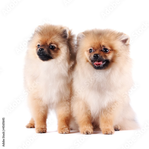 Puppies of a spitz-dog © Azaliya (Elya Vatel)