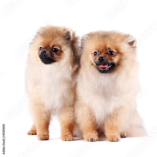 Puppies of a spitz-dog