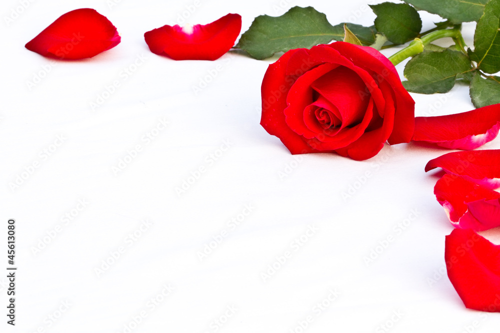 closeup and isolated beautiful red rose Thailand closeup and isolated beautiful red rose Thailand