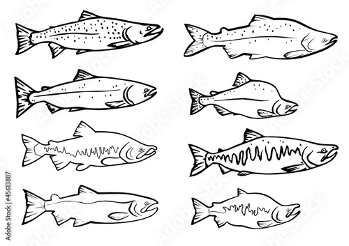 vector set: salmon fishes