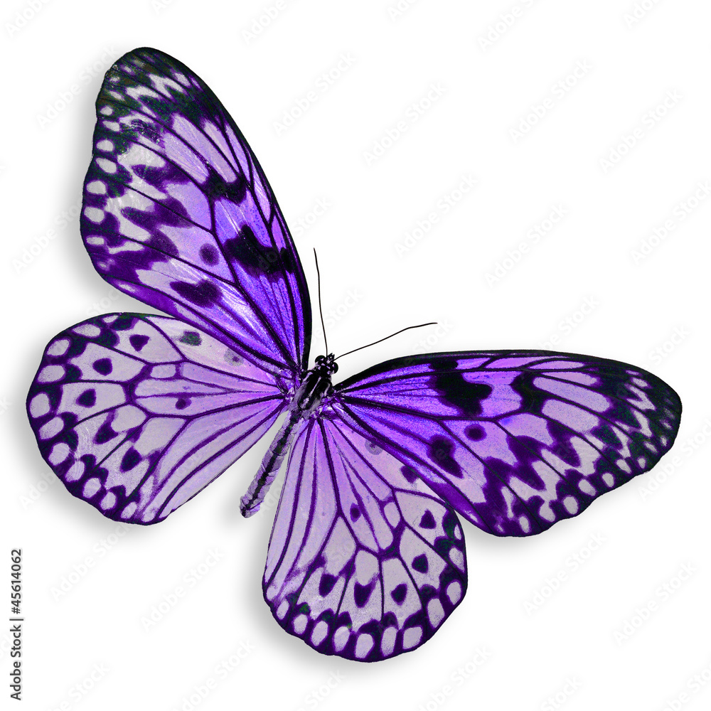 Obraz premium Purple Butterfly flying