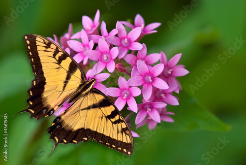 Swallowtail butterfly on pink flowers #45615615