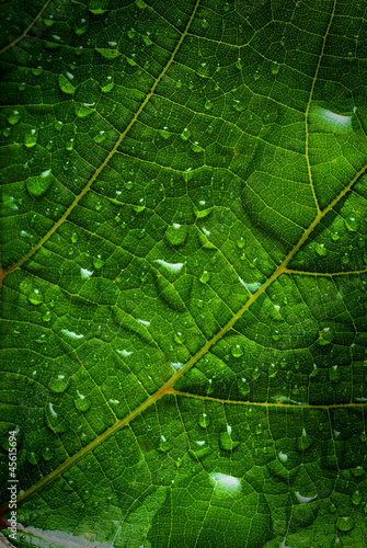 green leaf #45615694