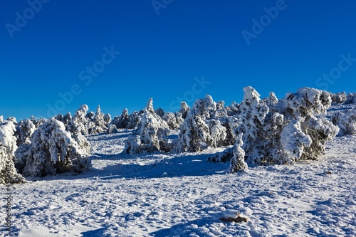Wallpaper Mural winter snowbound forest Torontodigital.ca