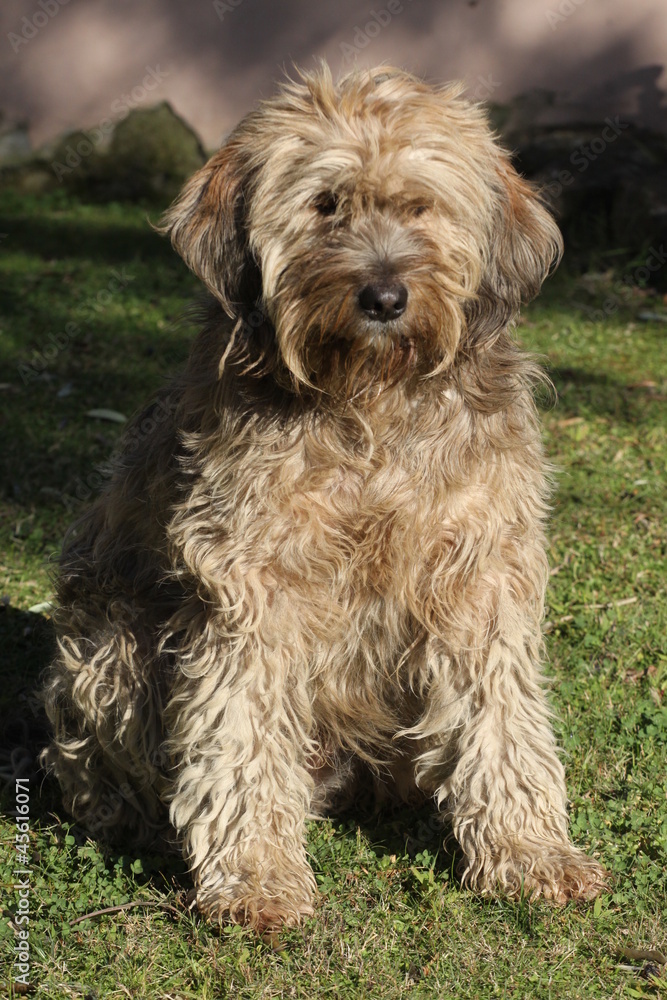 cane barbone mesciato in posa