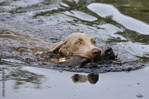 Weimaraner apportiert Ente aus Wasser photo