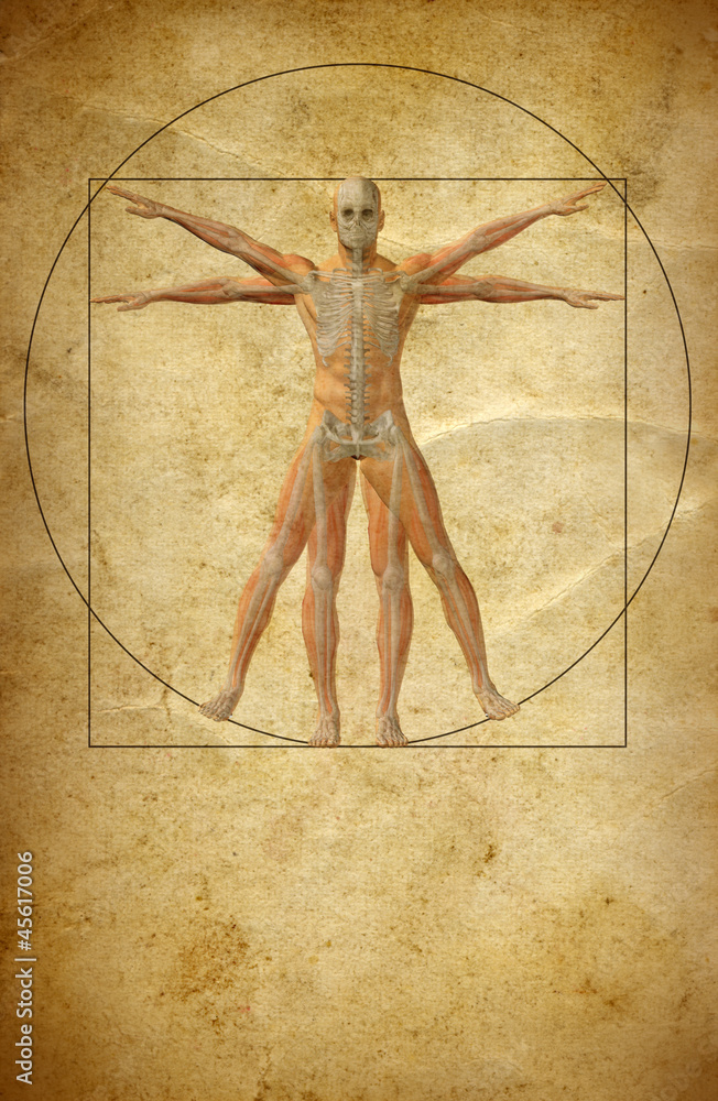 Vitruvian human body drawing on old paper or book background Stock