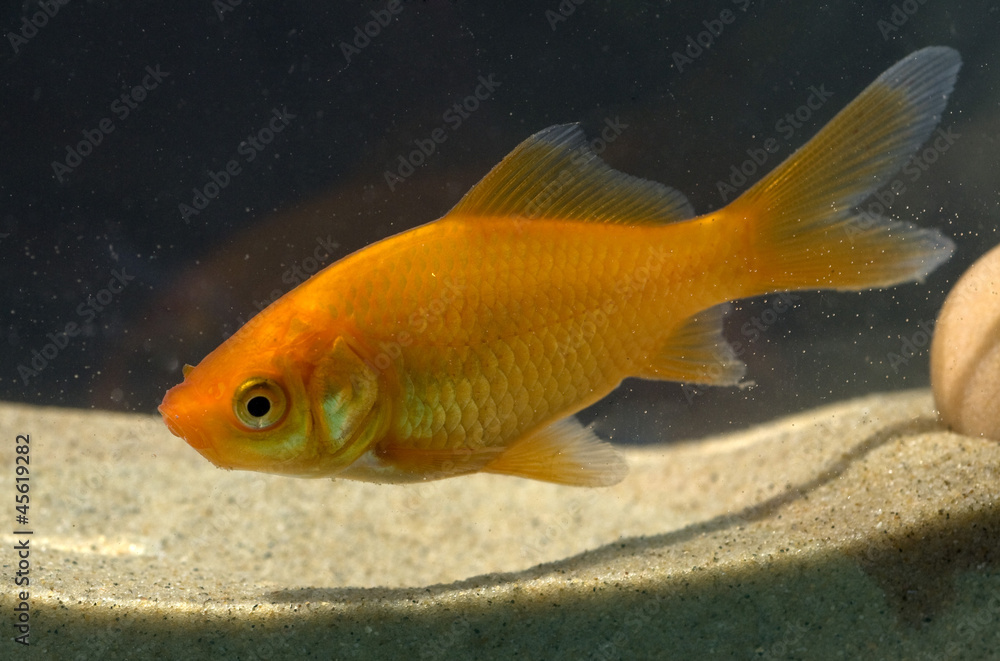 Goldfisch, Carassius gibelio, Suesswasserfisch Goldfisch, Carassius gibelio, Suesswasserfisch