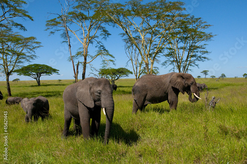 słonie © npls