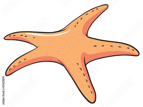 star fish