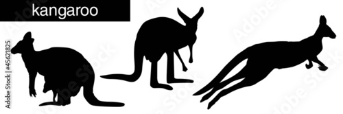 Kangaroo
