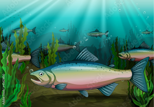 fish
