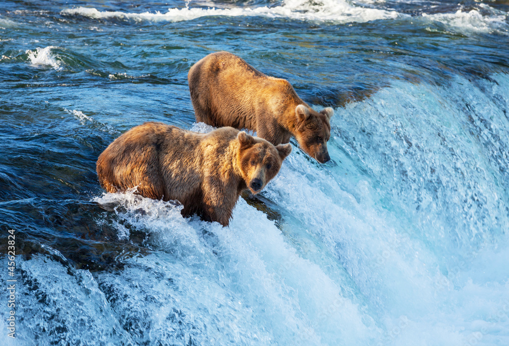 Fototapeta premium Bear on Alaska