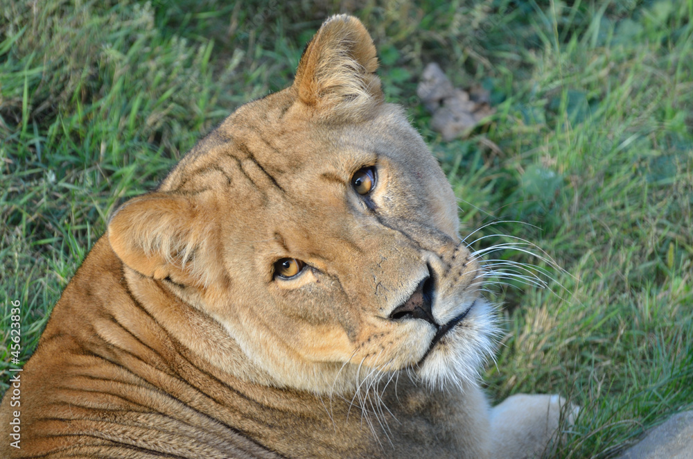 Naklejka premium Lioness facing camera