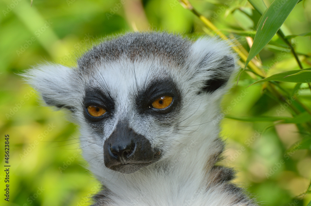 Fototapeta premium close up of lemur head
