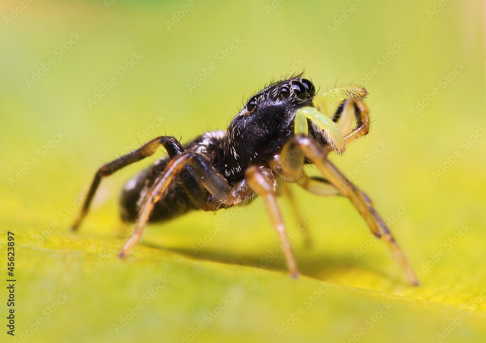 Heliophanus jumping spider on a green leaf Heliophanus jumping spider on a green leaf